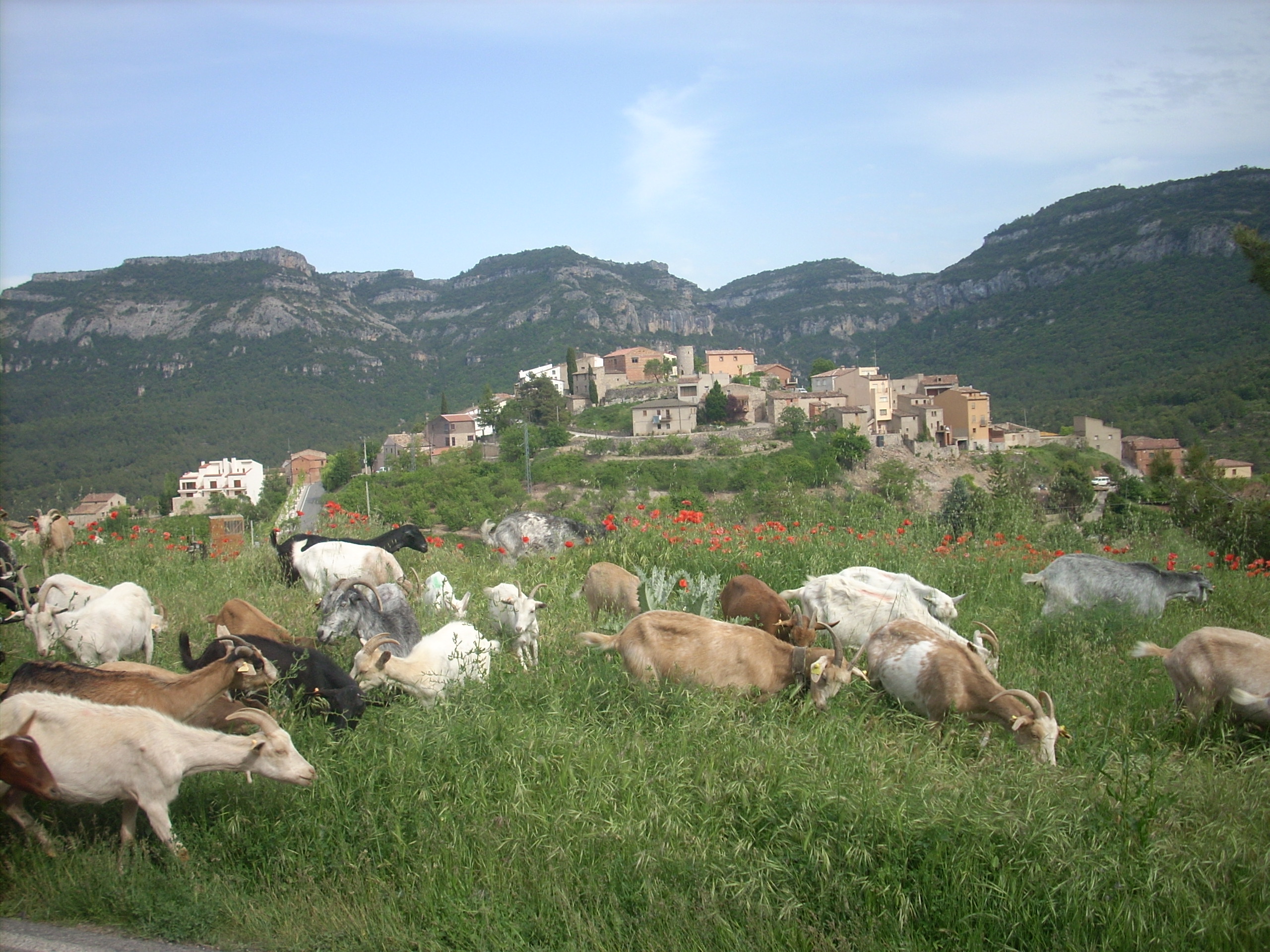 Formatges Artesans La Vall del Brugent