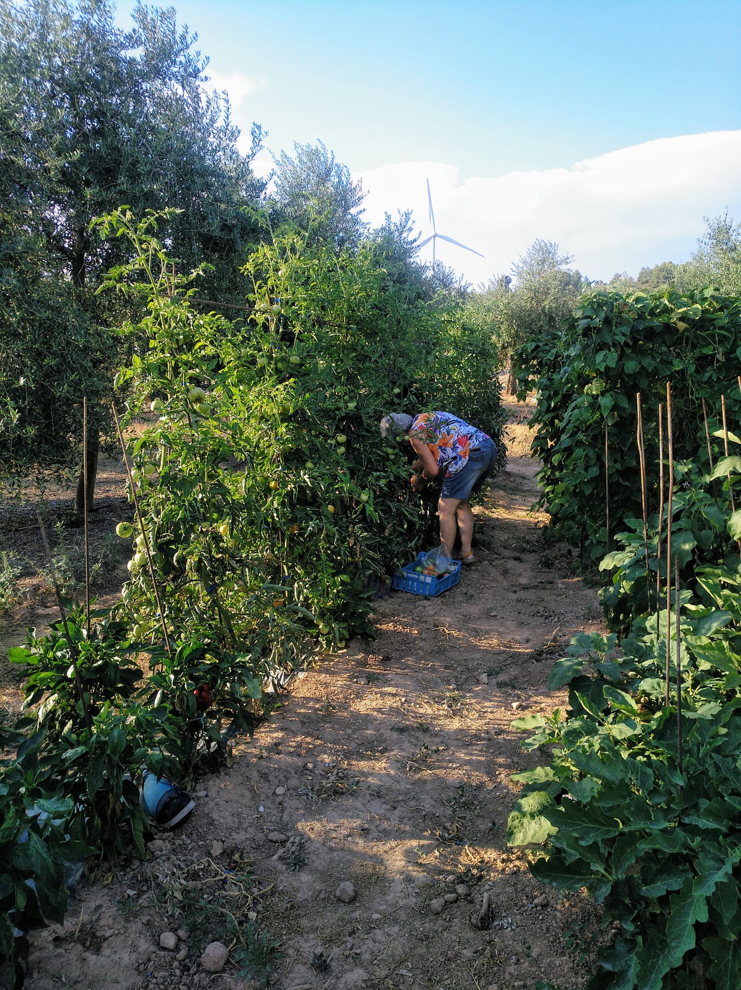 Juguem a l\'hort de la Mercè