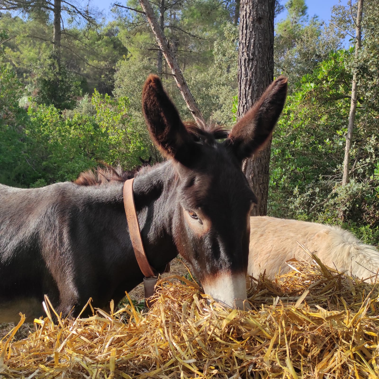 Bosquerol per un dia