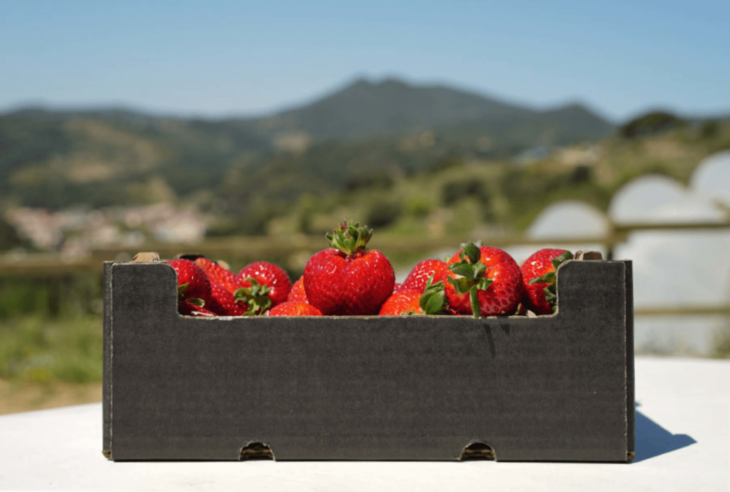 Tres propostes per descobrir l’horta del Maresme: maduixes, pèsols i faves