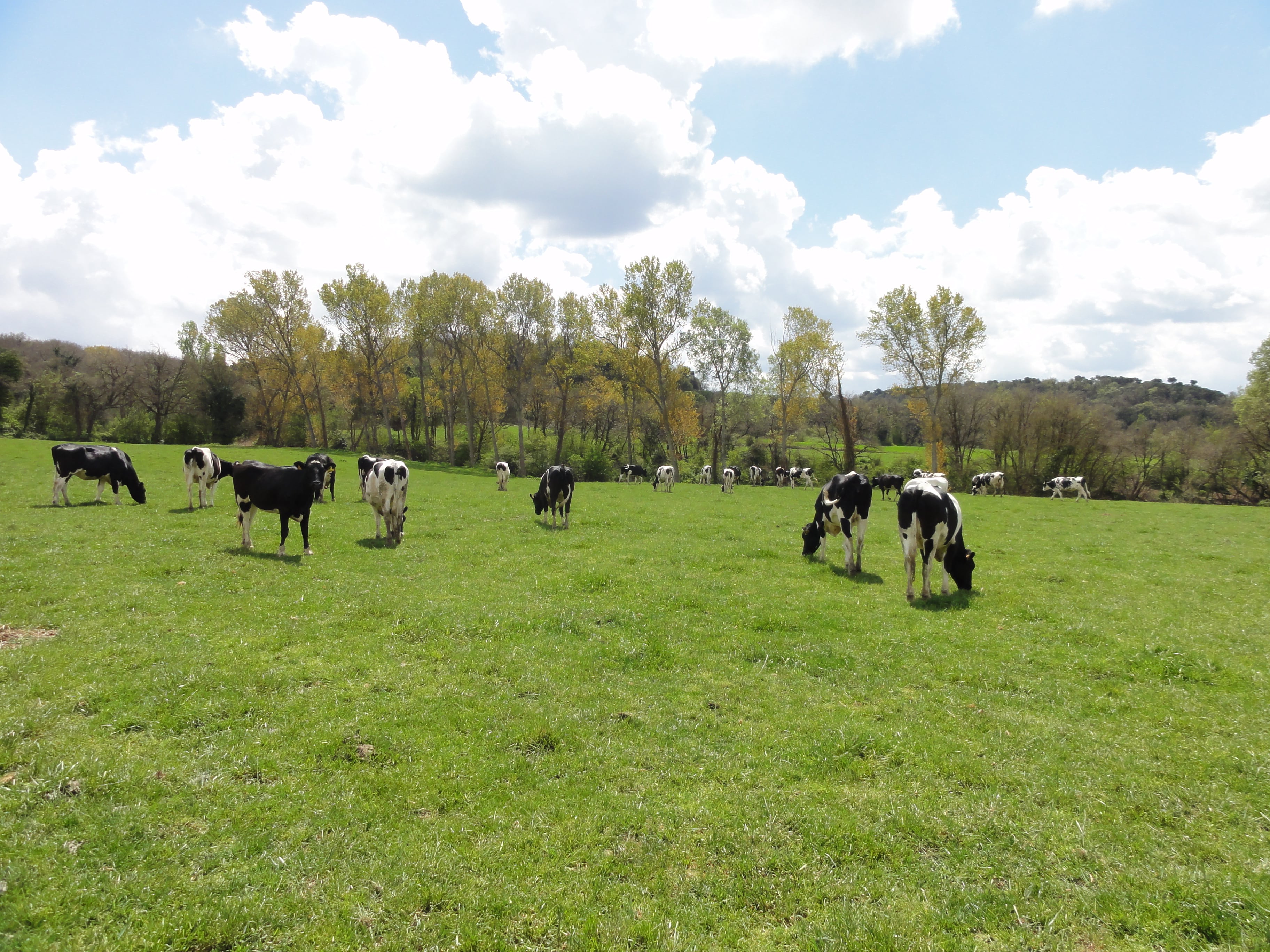 GRANJA COMAS